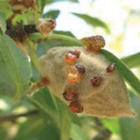 Effect on Bacterial Spot in Almonds