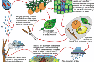 Control Program for Citrus Canker