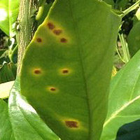 Canker Control Trials in Florida for Grapefruit and Hamlin Orange