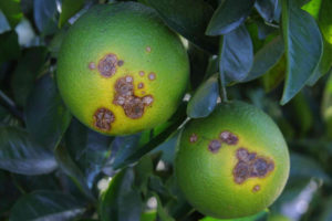 Evaluation of Chemicals for Control of Citrus Canker