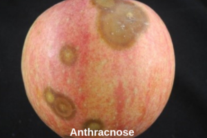 Combating Anthracnose from Years of Severe Infection….