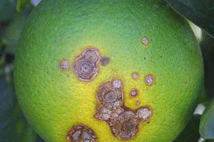In the War against Citrus Canker, Nothing Else Compares!