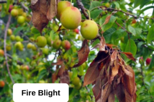 Fire Blight Management in a Changing Climate & Future Research