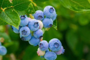 Dormant Sprays for Disease Control in Blueberries