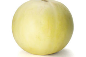 Honeydew