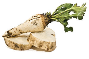 Sugar Beets