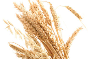 Wheat, Barley, Oats
