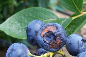 A New Tool for Increased Blueberry Control!