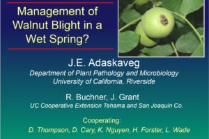 Dr. Jim Adaskaveg: Management of Walnut Blight in a Wet Spring?