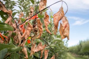 Evaluation of Bactericide Fire Blight Trials with Cornell University