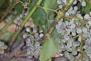 Grape Grower Finds Success Controlling Powdery Mildew!