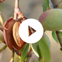 Research Trials for Almonds and Walnuts Video!