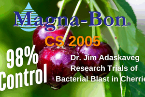 Research Trials Tackle Bacterial Blast in Cherries!