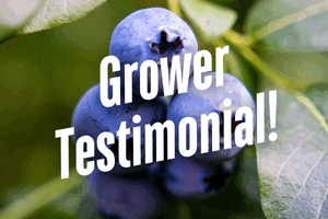 Florida Blueberry Grower Trusts CS 2005 for Disease Control