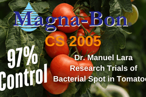 Bacterial Spot Control Research in Tomatoes