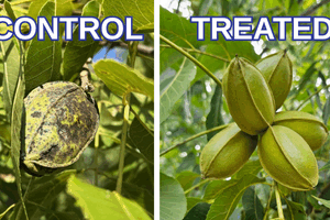 Georgia Grower Sees Success with Proven Pecan Scab Control