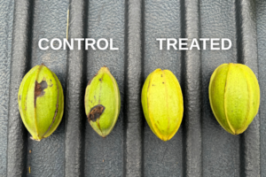 Bigger Yields, Healthier Trees – Proven Pecan Scab Control