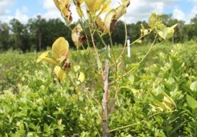 Effective Control of Algal Stem Blotch with CS 2005