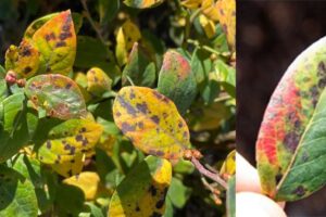 Protect Foliage, Preserve Yields — Trust CS 2005 for Rust