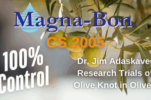 Take Control of Olive Knot with CS 2005