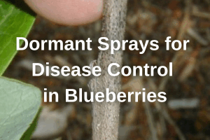 Michigan State – Dormant sprays for disease control in blueberries