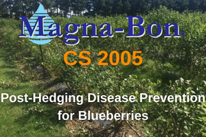 Post-Hedging Disease Prevention for Blueberries with CS 2005
