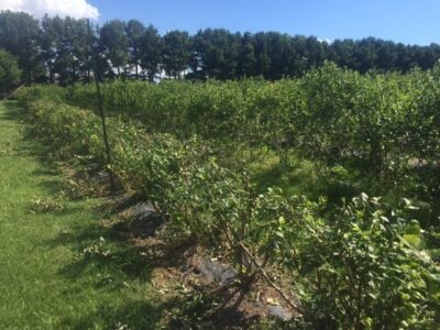 post-hedging blueberry disease prevention