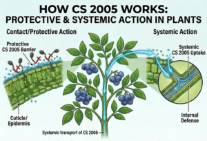 Blueberry disease control copper showing Magna-Bon CS 2005 systemic uptake and protective barrier action inside plant tissue