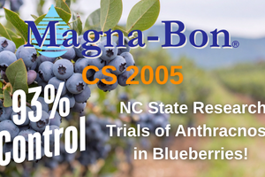 NC State Anthracnose Research Trials: 93% Control with CS 2005
